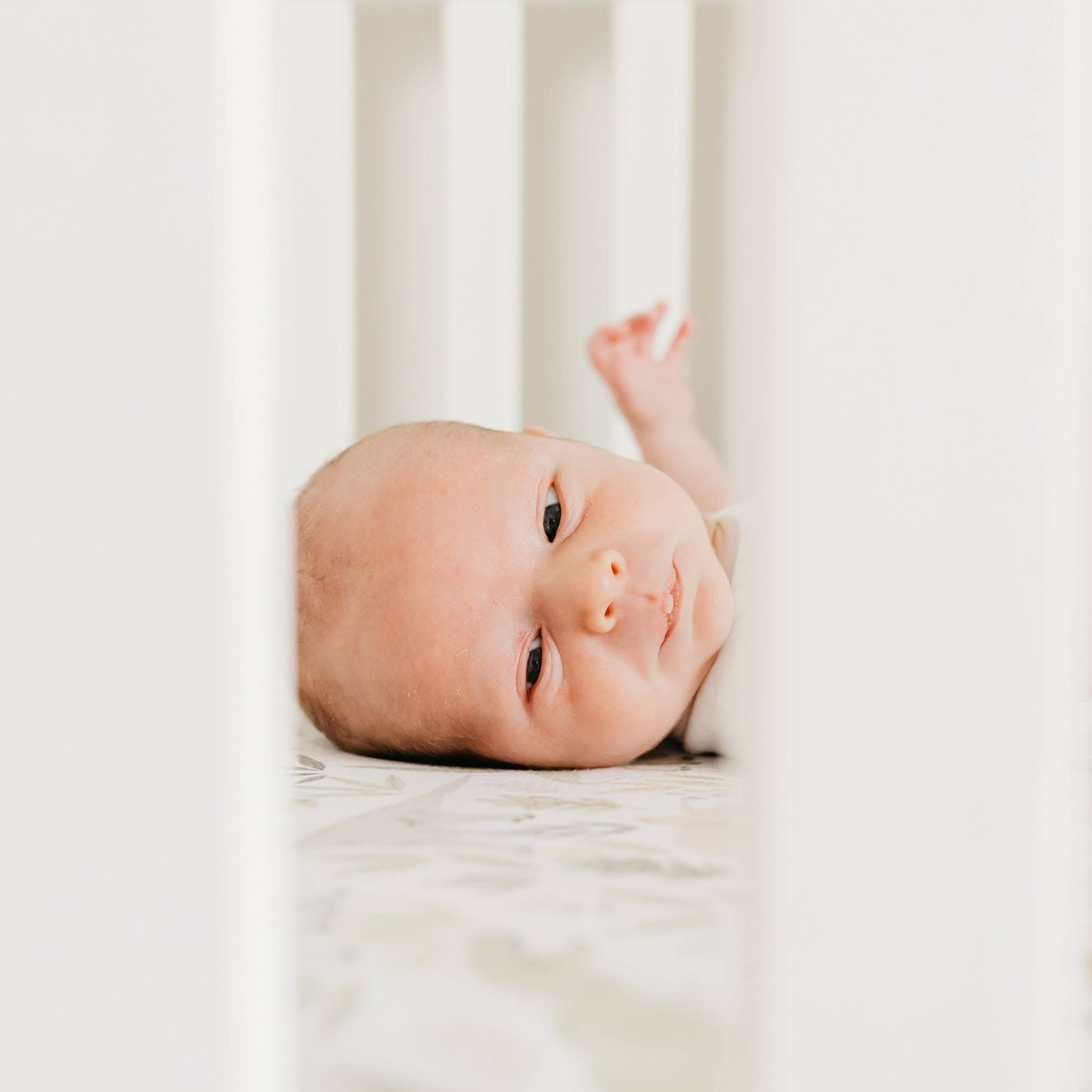 Premium Knit Fitted Crib Sheet - Rex