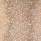 Fawn
